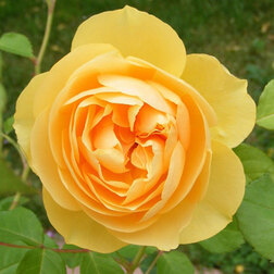 ����  ���� �������� ������ �����, ������ �� 699 ���