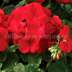 ����  ���������� ��������� ������� ������� (1��-100��) ���������������� ������, ������ �� 3200 ���