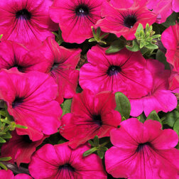 ����  ������� ��������� F1 ���� ����� (1 ��-100 �����) ���������������� ������, ������ �� 4000 ���