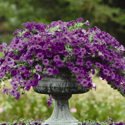 ����  ������� ��������� F1 ��� ���� ��� (1��-100�����) ���������������� ������, ������ �� 4000 ���