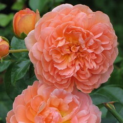 ����  ���� �������� ���������� ��� �����, ������ �� 759 ���