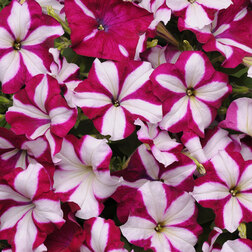 ����  ������� ��������� F1 ��� ���� �������� ���� (1��-100�����) ���������������� ������, ������ �� 4000 ���