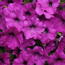 ����  ������� ��������� F1 ��� ���� ������ (1��-100�����) ���������������� ������, ������ �� 4000 ���