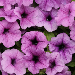 ����  ������� ��������� F1 ��� ���� ���� ���� (1��-100�����) ���������������� ������, ������ �� 4000 ���