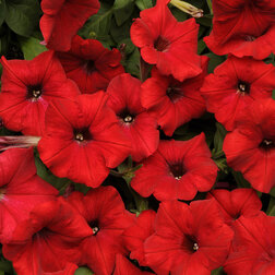 ����  ������� ��������� F1 ��� ���� ��� (1��-100�����) ���������������� ������, ������ �� 4000 ���