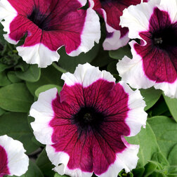 ����  ������� ����������� ����� �������� ������ (1��-100�����) ���������������� ������, ������ �� 320 ���