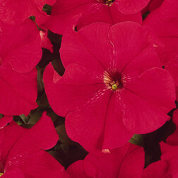 ����  ������� ����������� ����� ��� (1��-100�����) ���������������� ������, ������ �� 320 ���