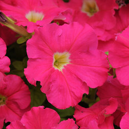 ����  ������� ����������� ����� ���� (1��-100�����) ���������������� ������, ������ �� 320 ���