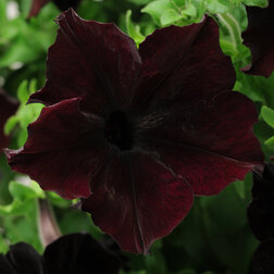 ����  ������� ����������� ��������� ��������� (1��-100�����) ���������������� ������, ������ �� 2400 ���