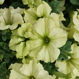 ����  ������� ����������� ��������� ���� ���� (1��-100�����) ���������������� ������, ������ �� 1584 ���