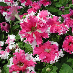 ����  ������� ����������� ��������� �������� (1��-100�����) ���������������� ������, ������ �� 272 ���