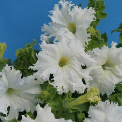 ����  ������� ����������� ��������� �������� ����� (1��-100�����) ���������������� ������, ������ �� 272 ���