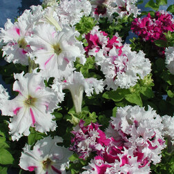 ����  ������� ����������� ��������� ������� �� ��������� (1��-100�����) ���������������� ������, ������ �� 272 ���