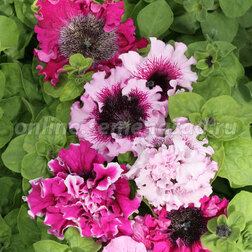 ����  ������� ��������������� ����� ������� (1��-1000�����) ���������������� ������, ������ �� 2240 ���