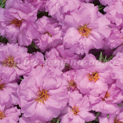 ����  �������� �������� ���� (1��-1000��) ���������������� ������, ������ �� 960 ���