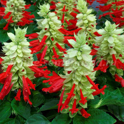 ����  ������� ����� ���� �������� (1��-100��) ���������������� ������, ������ �� 352 ���