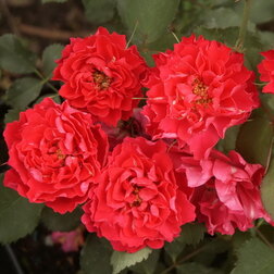 ����  ���� ��������� �������� ���� ��������, ������ �� 990 ���