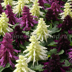 ����  ������� ����� ���� ���� (1��-1000��) ���������������� ������, ������ �� 2960 ���