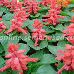 ����  ������� ����� ���� (1��-100��) ���������������� ������, ������ �� 352 ���