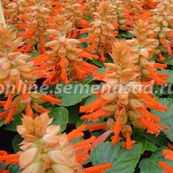 ����  ������� ����� ������ (1��-100��) ���������������� ������, ������ �� 352 ���