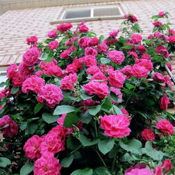 ����  ���� ��������� ��������� ���� �����, ������ �� 990 ���