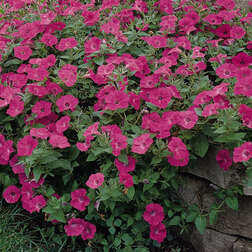 ����  ������� ��������� F1 ������ ���� ��� ���� (1��-100�����) ���������������� ������, ������ �� 4000 ���