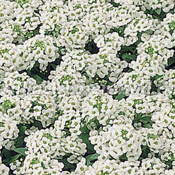 ����  ������� ����� ����� ���� (1��-5 000��.) ���������������� ������, ������ �� 1760 ���