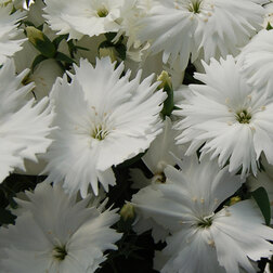 ����  �������� ����� ���� (1��-100��) ���������������� ������, ������ �� 848 ���