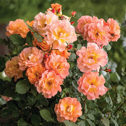 ����  ���� �������� ����������, ������ �� 549 ���