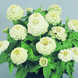 ����  ������ ������� ���� (1��-100��) ���������������� ������, ������ �� 880 ���