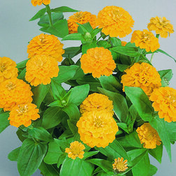 ����  ������ ������� ����� (1��-100��) ���������������� ������, ������ �� 880 ���