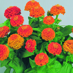 ����  ������ ������� ����� (1��-100��) ���������������� ������, ������ �� 880 ���