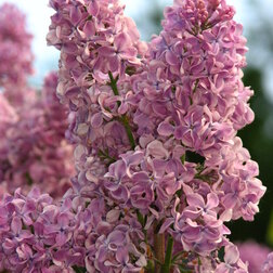 ����  ������ ������������ ������� ��������, ������ �� 595 ���