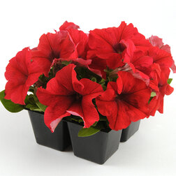 ����  ������� ����������� �� ����� ��� (1��-100�����) ���������������� ������, ������ �� 448 ���