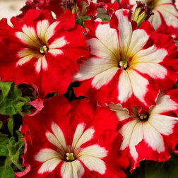 ����  ������� ����������� ��� ��� ������� ����� ���� (1��-1000�����)���������������� ������, ������ �� 3520 ���