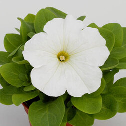 ����  ������� ����������� �������� ������ ���� (1��-100�����) ���������������� ������, ������ �� 400 ���