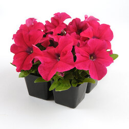 ����  ������� ����������� �� ����� ���� (1��-100�����) ���������������� ������, ������ �� 448 ���