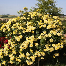 ����  ���� �������� ���������� �����, ������ �� 549 ���