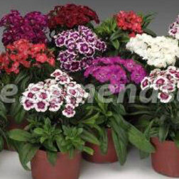 ����  �������� �������� ��������� ������� ���� (1��-100��) ���������������� ������, ������ �� 960 ���