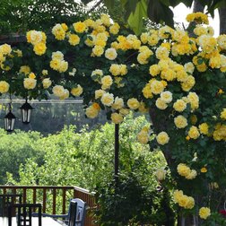 ����  ���� ��������� ������, ������ �� 619 ���