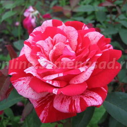 ����  ���� �������� ��������� �����, ������ �� 549 ���