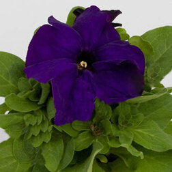 ����  ������� ����������� �������� ������ ��� (1��-100�����) ���������������� ������, ������ �� 400 ���