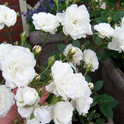 ����  ���� �������� �����������, ������ �� 549 ���