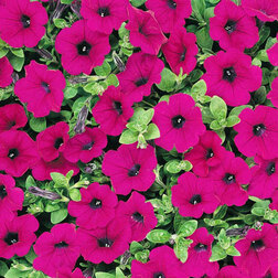 ����  ������� ��������� F1 ���� ����� ������� (1 ��-100 �����) ���������������� ������, ������ �� 4000 ���