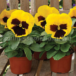 ����  ����� ��������������� ������ ���� ����� �� (1��-100��) ���������������� ������, ������ �� 848 ���