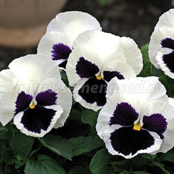 ����  ����� ��������������� ������ ��������� ���� (1��-100��) ���������������� ������, ������ �� 848 ���