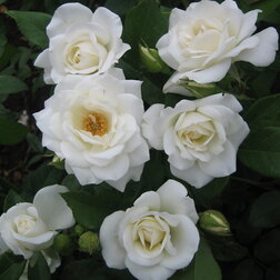 ����  ���� ��������� �������, ������ �� 619 ���