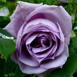 ����  ���� ��������� �������� ��� ���, ������ �� 619 ���