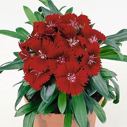 ����  �������� ���� ������� (1��-100��) ���������������� ������, ������ �� 720 ���