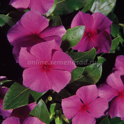 ����  ���������� ��������� ������������� ����� (1��-100 ��) ���������������� ������, ������ �� 672 ���